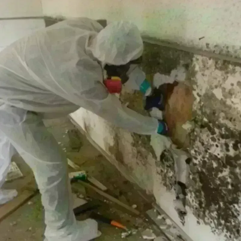 Mold Remediation and Removal in Terrebonne, OR